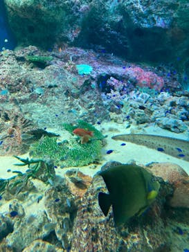 マクセル アクアパーク品川に投稿された画像（2021/8/20）