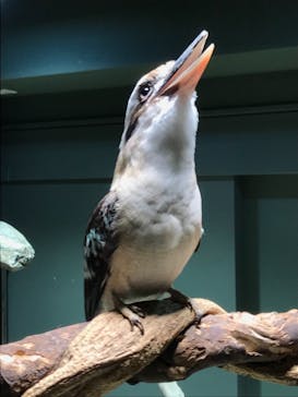 カワスイ 川崎⽔族館に投稿された画像（2021/8/20）