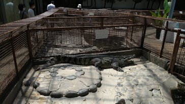 熱川バナナワニ園に投稿された画像（2021/8/20）