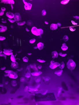 島根県立 しまね海洋館に投稿された画像（2021/8/20）