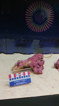 マクセル アクアパーク品川に投稿された画像（2021/8/20）