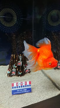 マクセル アクアパーク品川に投稿された画像（2021/8/20）