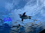 サンシャイン水族館に投稿された画像（2021/8/20）
