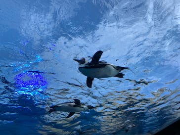 サンシャイン水族館に投稿された画像（2021/8/20）