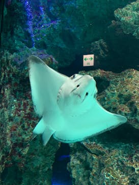 サンシャイン水族館に投稿された画像（2021/8/20）