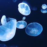 サンシャイン水族館に投稿された画像（2021/8/20）