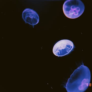 サンシャイン水族館に投稿された画像（2021/8/20）