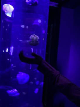 サンシャイン水族館に投稿された画像（2021/8/20）