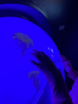 サンシャイン水族館に投稿された画像（2021/8/20）