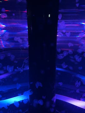 マクセル アクアパーク品川に投稿された画像（2021/8/20）