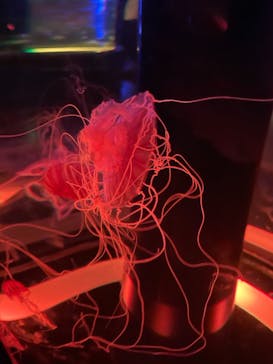 マクセル アクアパーク品川に投稿された画像（2021/8/20）