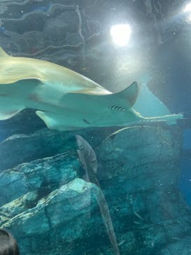 マクセル アクアパーク品川に投稿された画像（2021/8/20）