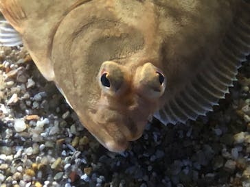 名古屋港水族館に投稿された画像（2021/8/21）