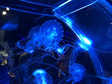 名古屋港水族館に投稿された画像（2021/8/21）