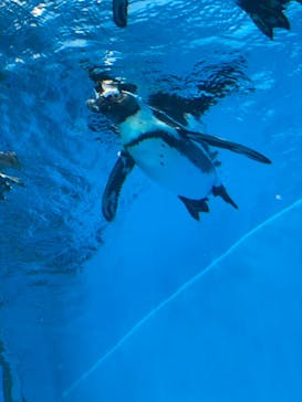 サンシャイン水族館に投稿された画像（2021/8/21）