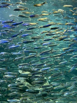 サンシャイン水族館に投稿された画像（2021/8/21）