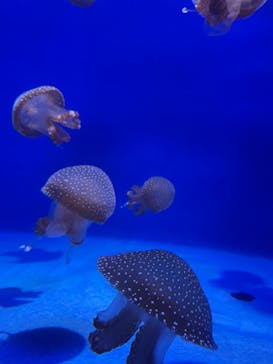 新江ノ島水族館に投稿された画像（2021/8/21）