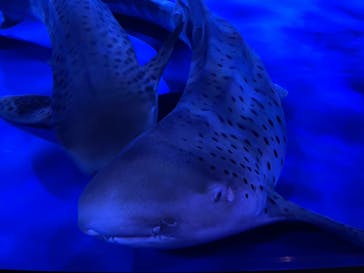 新江ノ島水族館に投稿された画像（2021/8/21）