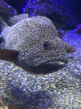 新江ノ島水族館に投稿された画像（2021/8/21）