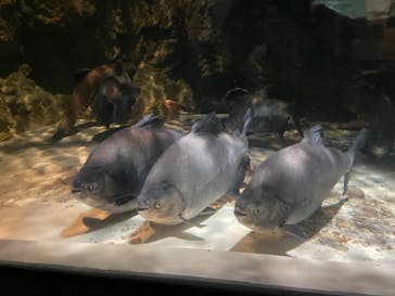 しながわ水族館に投稿された画像（2021/8/21）