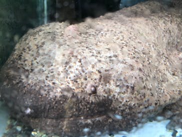 熱川バナナワニ園に投稿された画像（2021/8/21）