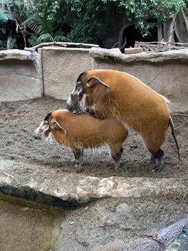 那須どうぶつ王国に投稿された画像（2021/8/21）