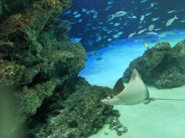 サンシャイン水族館に投稿された画像（2021/8/21）