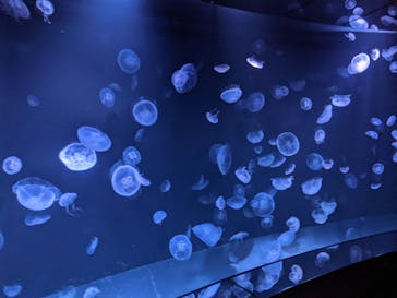 サンシャイン水族館に投稿された画像（2021/8/21）