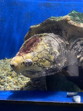 ゼロ距離水族館 伊勢シーパラダイスに投稿された画像（2021/8/21）