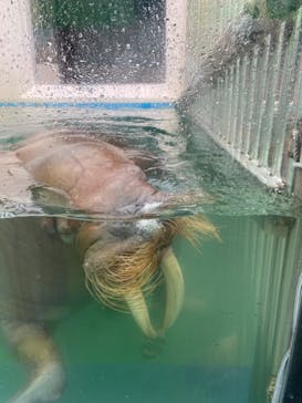 ゼロ距離水族館 伊勢シーパラダイスに投稿された画像（2021/8/21）