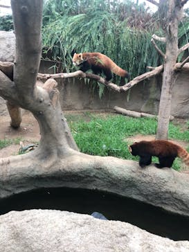 神戸どうぶつ王国に投稿された画像（2021/8/21）