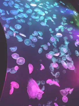 すみだ水族館に投稿された画像（2021/8/21）
