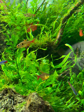 すみだ水族館に投稿された画像（2021/8/21）