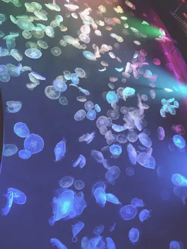 すみだ水族館に投稿された画像（2021/8/21）