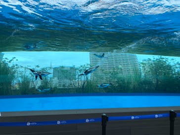 サンシャイン水族館に投稿された画像（2021/8/21）