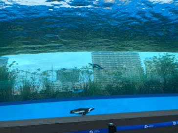サンシャイン水族館に投稿された画像（2021/8/21）