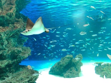 サンシャイン水族館に投稿された画像（2021/8/21）