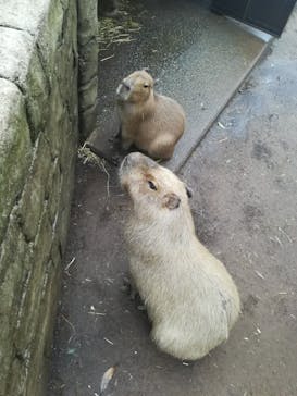 伊豆シャボテン動物公園に投稿された画像（2021/8/21）