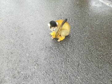 伊豆シャボテン動物公園に投稿された画像（2021/8/21）