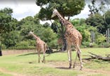 よこはま動物園ズーラシアに投稿された画像（2021/8/21）