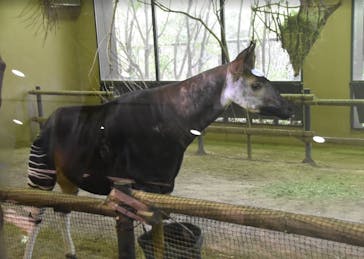 よこはま動物園ズーラシアに投稿された画像（2021/8/21）