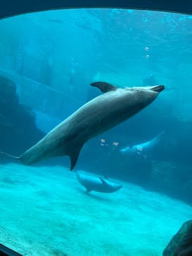 名古屋港水族館に投稿された画像（2021/8/21）