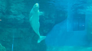 名古屋港水族館に投稿された画像（2021/8/21）