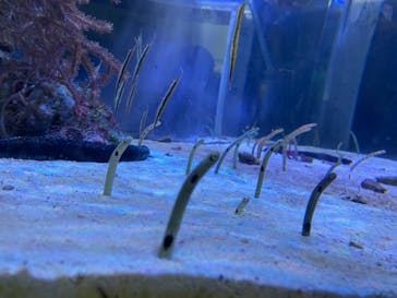 名古屋港水族館に投稿された画像（2021/8/21）