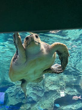 名古屋港水族館に投稿された画像（2021/8/21）