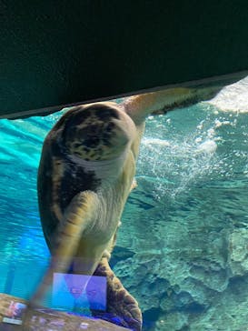 名古屋港水族館に投稿された画像（2021/8/21）
