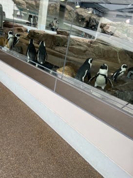 京都水族館に投稿された画像（2021/8/21）