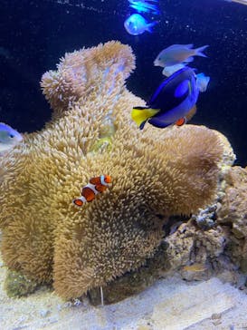 京都水族館に投稿された画像（2021/8/21）