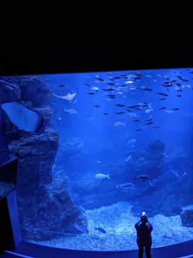京都水族館に投稿された画像（2021/8/21）
