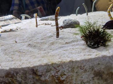 京都水族館に投稿された画像（2021/8/21）